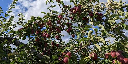 Apples on the Tree at Carlson Orchards - North Central Massachusetts
