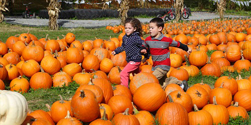 Kids in a Pumpkin Patch in the Berkshires of Western Mass. - Photo Credit Ogden Gigli