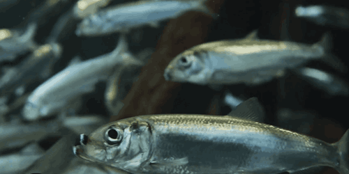 Plymouth MA Herring Festival - See Plymouth