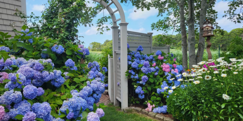 Hydrangea Fest