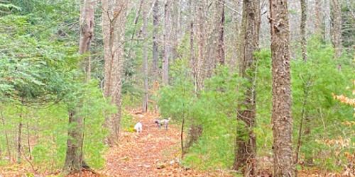 Hiking Path - Chase Woodlands - Dover, MA - Photo Credit Jane Litovchenko