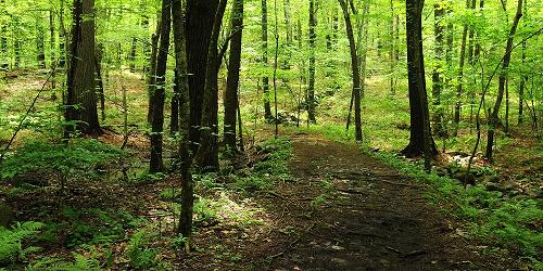 Medfield Rhododendron Reservation - Medfield, MA - Photo Credit Trustees of Reservations