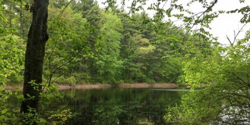 Shattuck Reservation - Medfield, MA - Photo Credit Trustees of Reservations