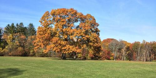 Governor Hutchinson’s Field - Milton, MA - Photo Credit Trustees of Reservations