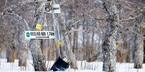 Hilltop Orchards Cross Country Skiing - Richmond, MA