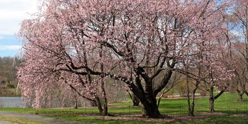Spring Apple Tree at Arnold Arboretum - Boston, MA