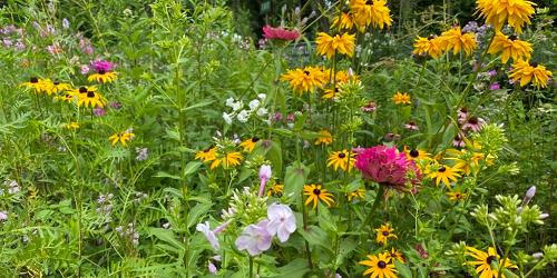 Wildflower Garden - Green Briar Nature Center - East Sandwich, MA