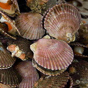 Shell Fishing